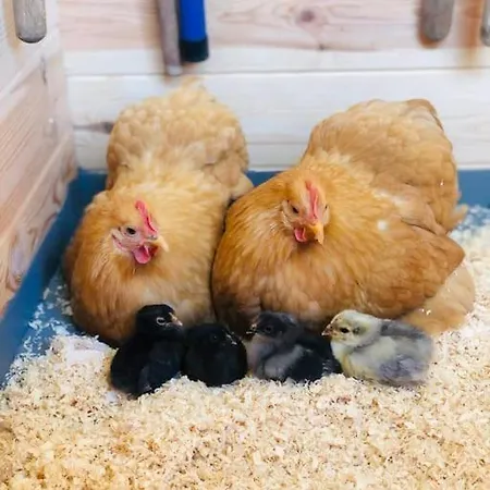 Coastal Zilt Ouddorp