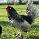 Coastal Zilt Ouddorp