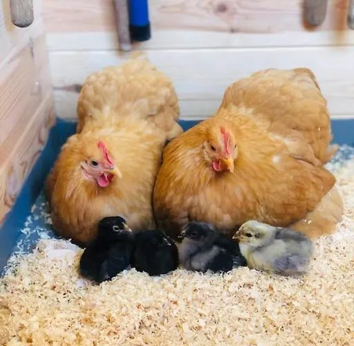 Coastal Zilt Ouddorp