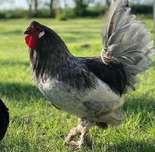 Coastal Zilt Ouddorp